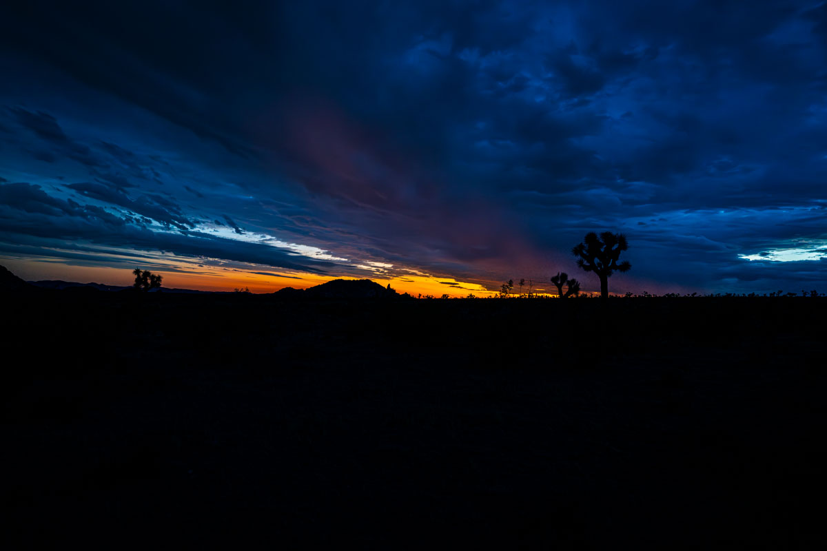 Joshua Tree 2017  047