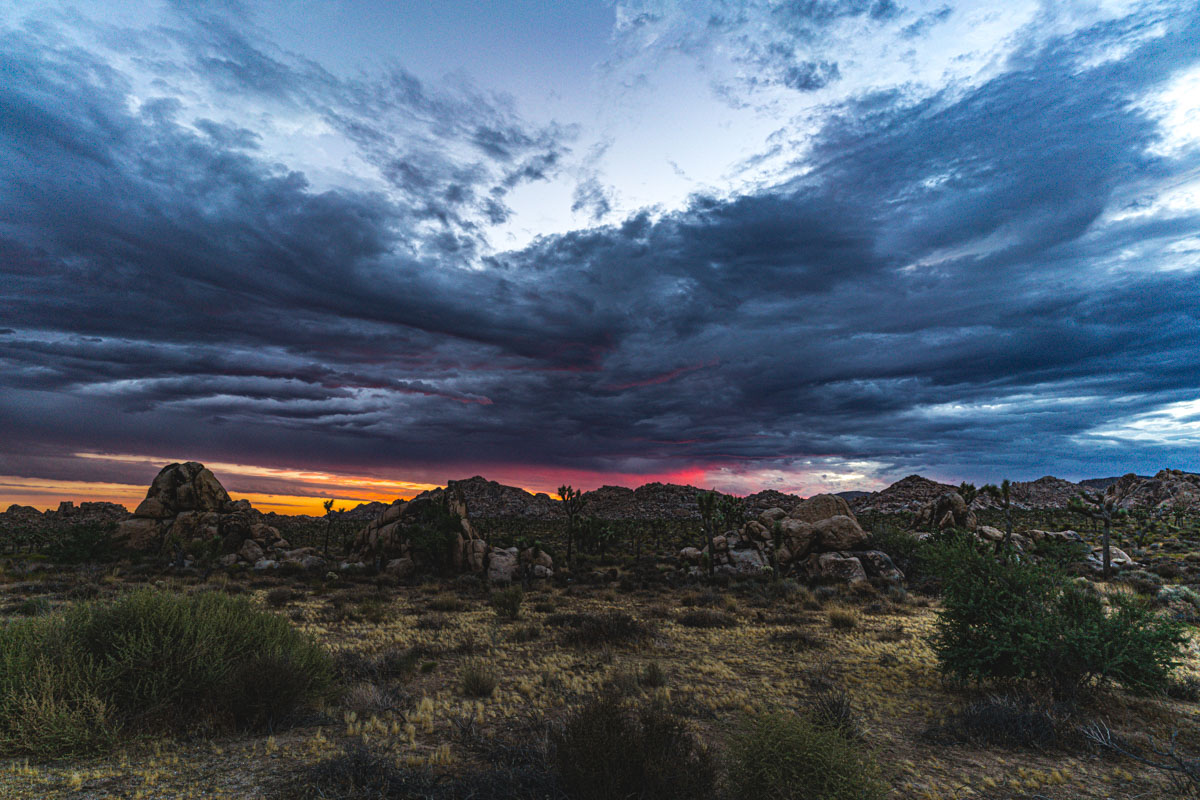 Joshua Tree 2017  056