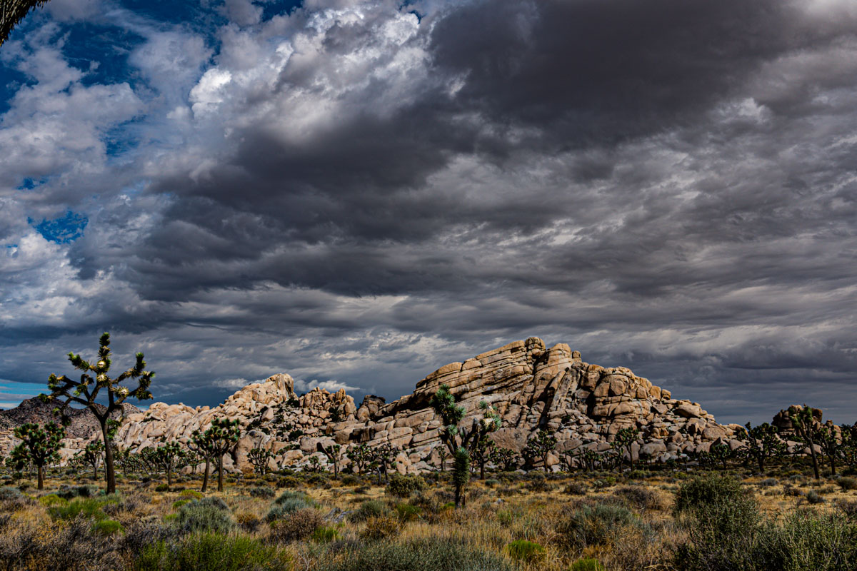 Joshua Tree 2017  290